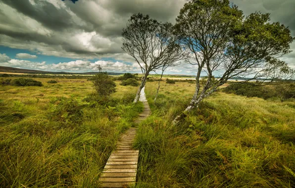 France, Trees, Trail, Meadow, Landscape, Brittany, Kernevez