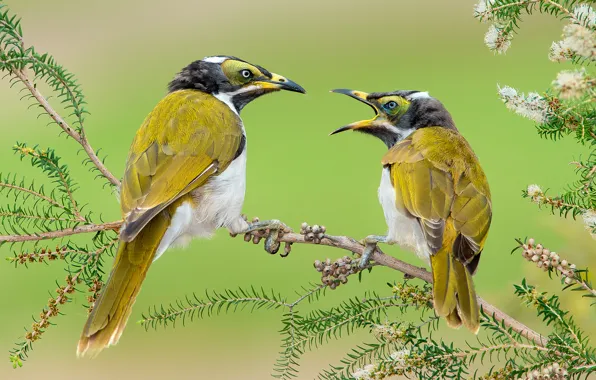Birds, bright, branch, feathers, fight