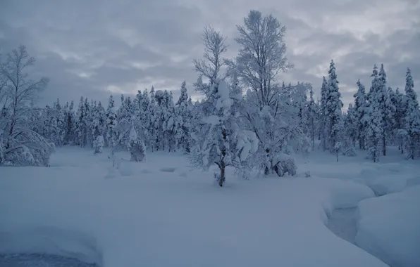 Winter, forest, snow, trees, stream, the snow, Finland, Finland