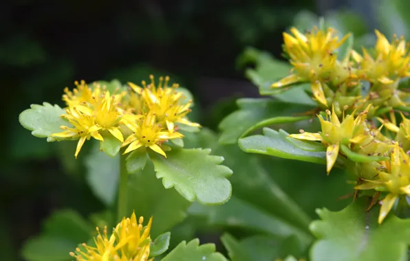 Macro, plant, yellow, flowers, leaves, small flowers, Kamchatka stonecrop