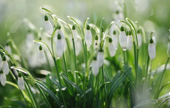 Leaves, light, flowers, glade, blur, spring, snowdrops, white