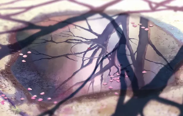 Picture reflection, 5 centimeters per second, Makoto Xingkai, cherry leaves.