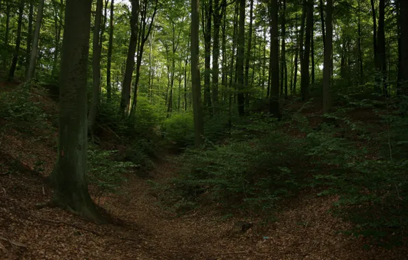 Autumn, forest, trees, foliage, forest, trees, Autumn, leaves