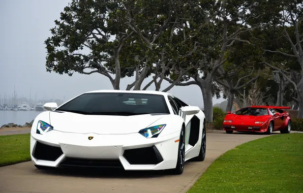 White, trees, red, lawn, Marina, red, white, lamborghini