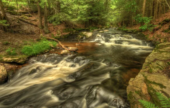Picture forest, water, trees, landscape, nature, river, hdr, forest