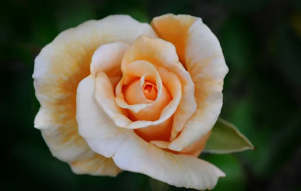 Macro, roses, buds