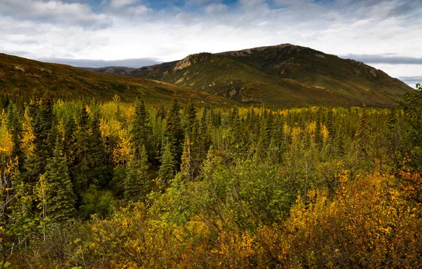 Forest, trees, mountains, USA, Alaska, Denali