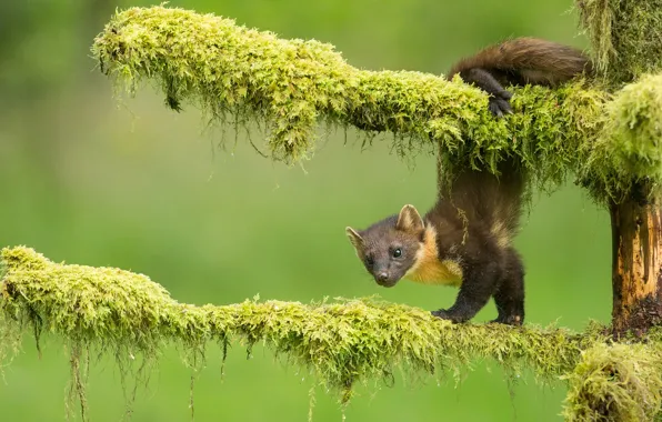 Picture branches, pose, moss, green background, marten