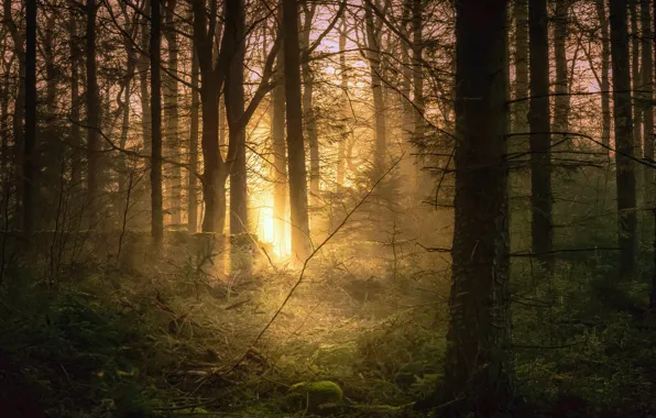 Forest, the sun, rays, light, trees, branches, nature, fog