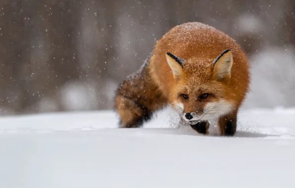 Picture winter, look, face, snow, nature, Fox, red, snowfall