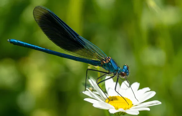 Flower, summer, macro, dragonfly, Daisy, insect, white, blue