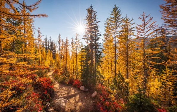 Picture autumn, forest, the sun, trees, mountains, yellow, trail, North Cascades National Park