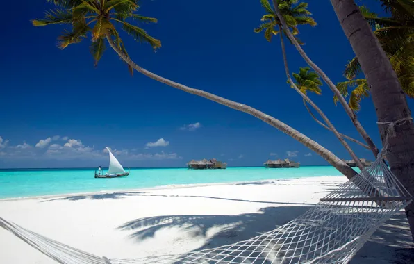 Picture tropics, palm trees, the ocean, hammock