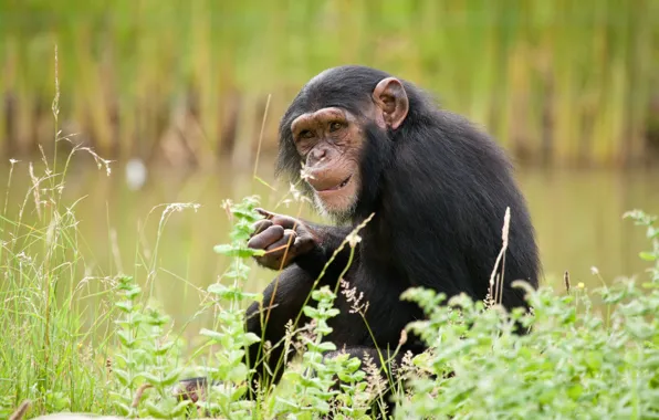 Monkey, chimpanzees, the primacy of