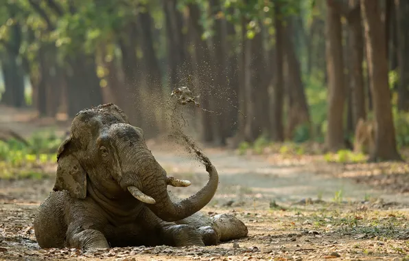 Picture elephant, dirt, shower