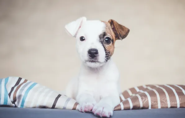 Comfort, each, home, dog