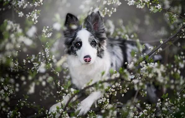 Look, face, flowers, branches, nature, portrait, dog, spring