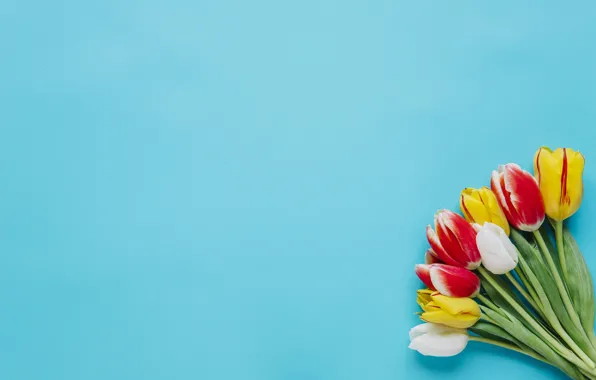 Picture tulips, flowers, bouquet, background