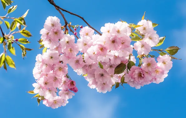 Light, flowers, cherry, beauty, branch, spring, Sakura, pink