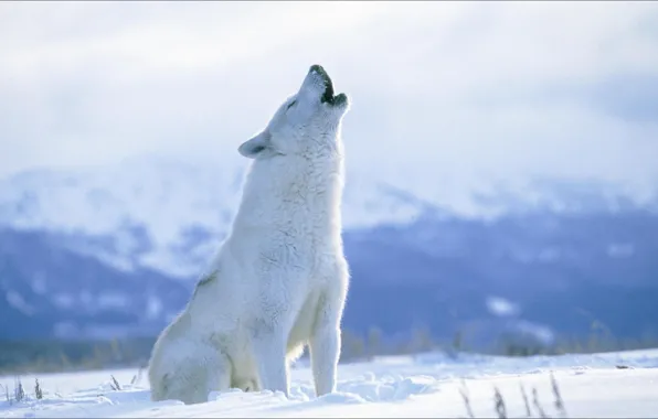 Picture wolf, predator, polar
