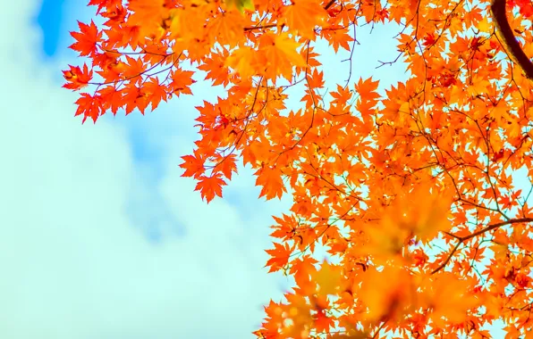 Autumn, the sky, leaves, maple, sky, autumn, leaves, maple