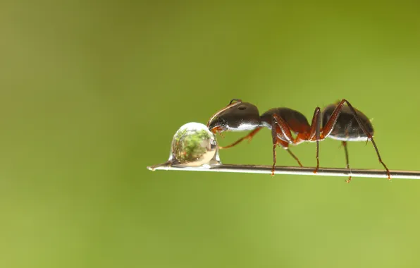 Drop, branch, ant, drop, branch, drinking water, ant, drinking water