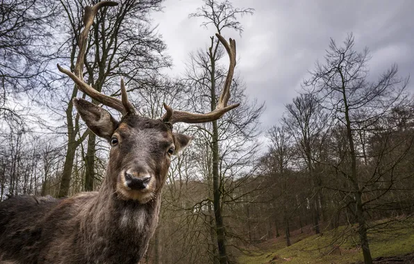 Picture look, deer, horns