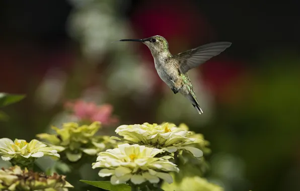 Picture language, flowers, bird, Hummingbird, tsiniya