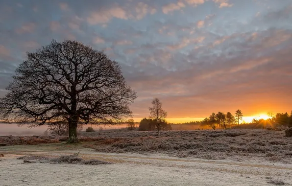 Field, trees, nature, morning