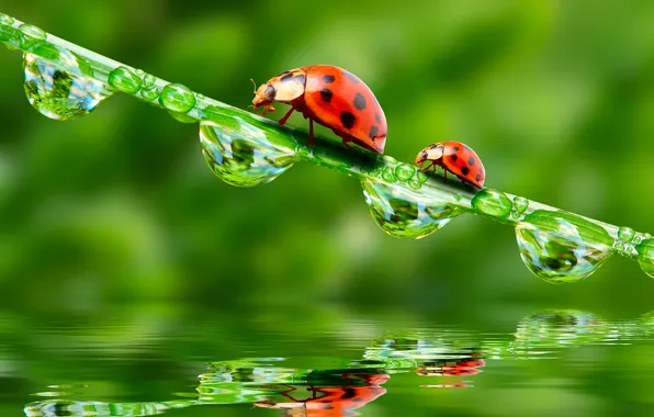 Water, drops, reflection, water, ladybugs, a blade of grass, drops, reflection