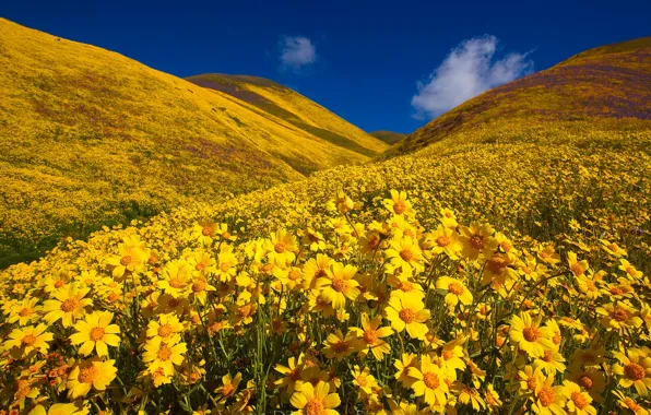 Picture flowers, hills, CA, California, Monolopia, Carrizo Plain National Monument