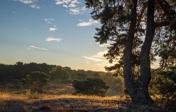 The sky, clouds, tree, pine, shrubs