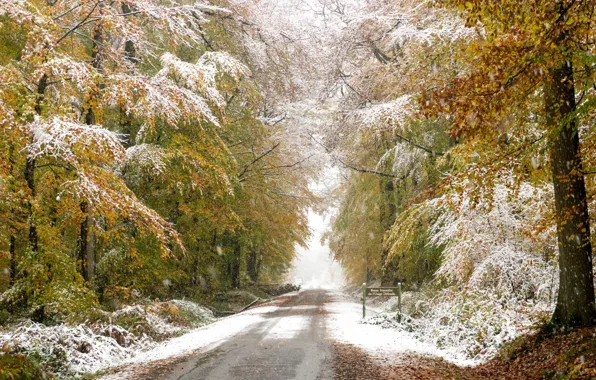 Road, autumn, forest, snow