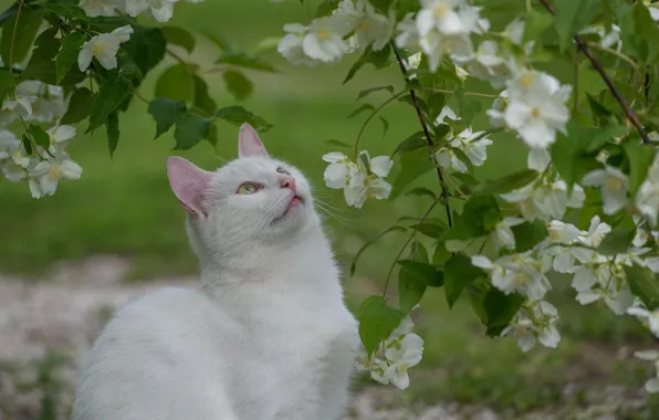 Picture cat, nature, white