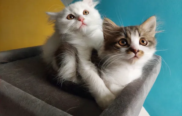 Look, cats, kittens, a couple, poses, two kittens, faces, bench
