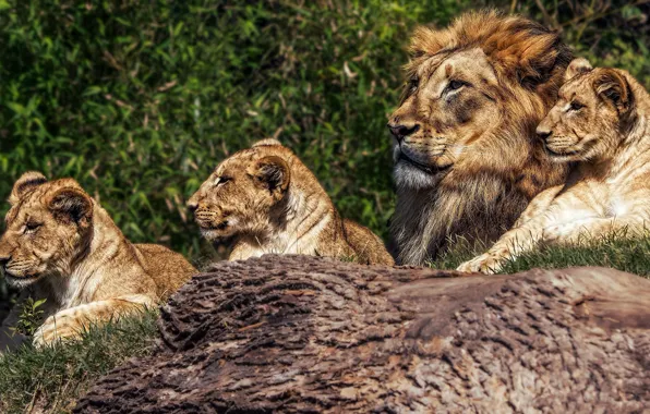 Summer, look, cats, tree, vegetation, portrait, Leo, father