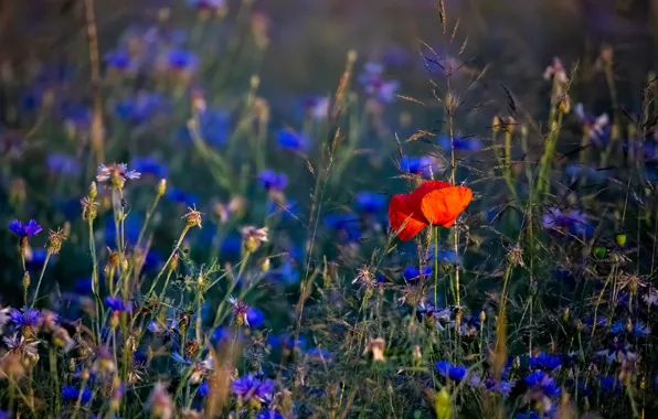 Field, flowers, red, Mac, blue, cornflowers