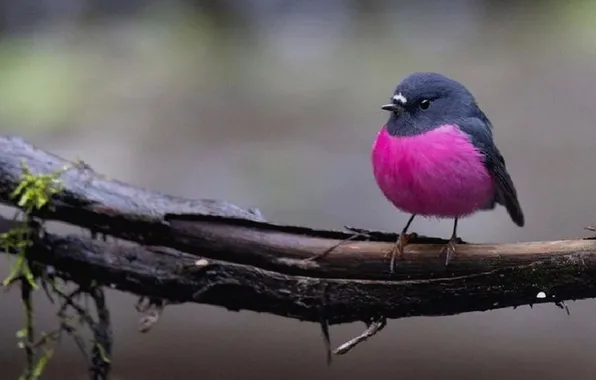 Macro, microsemi, bird, branch, beautiful, bright color