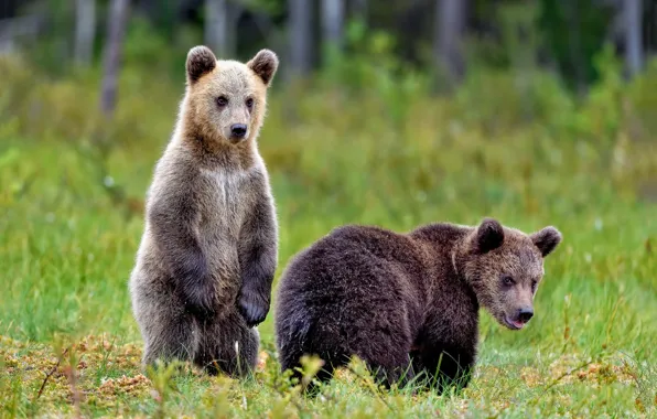Grass, look, nature, pose, bear, bears, pair, bears
