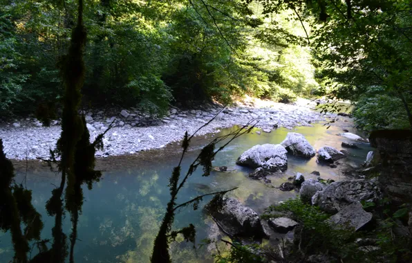 Nature, Summer, Sochi, Tree grove