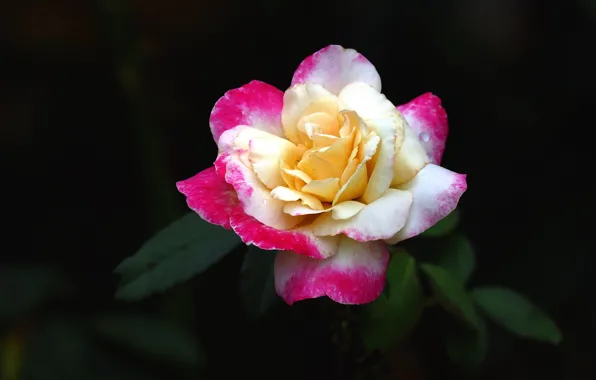 Picture two-tone, roses, pink, flowers, the dark background, buds