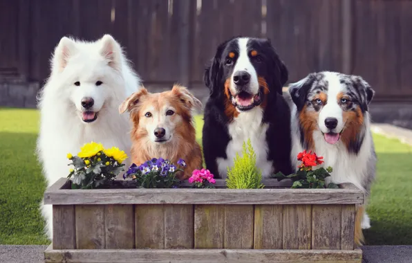 Look, pose, dog, white, face, Samoyed