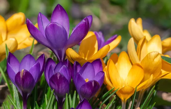 Flowers, nature, spring, crocuses