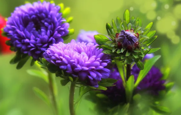 Macro, flowers, bokeh, asters