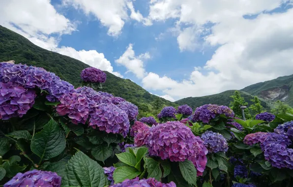 The sky, flowers, hills, hydrangeas