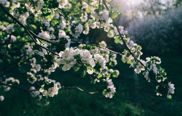 Greens, leaves, light, flowers, branches, spring, garden, Apple
