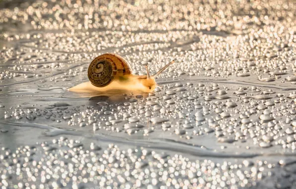 Water, drops, macro, surface, light, droplets, glare, moisture