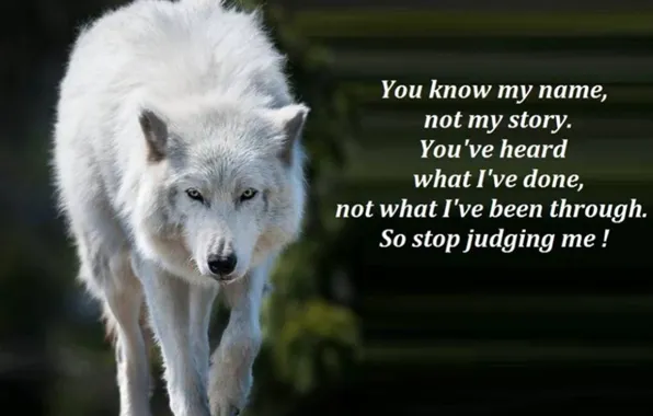 Animal, wolf, quote, wolf wisdom
