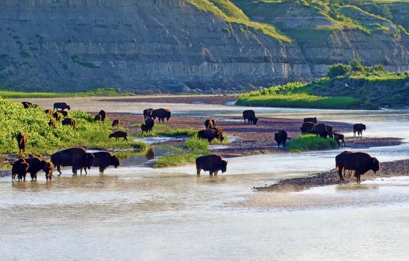 River, USA, North Dakota, Theodore Roosevelt National Park, American bison, Small Mo