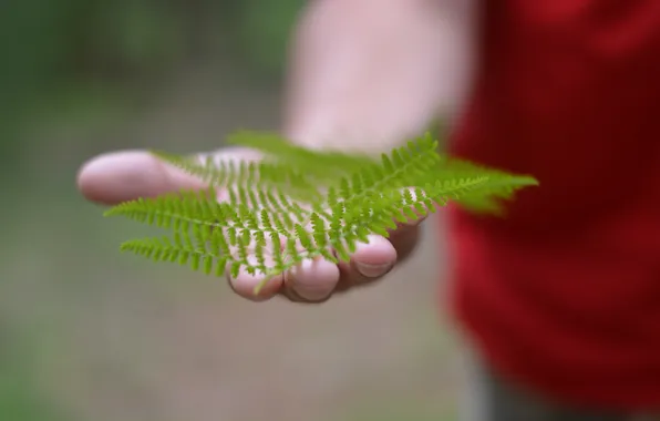 Picture leaves, hand, slanie